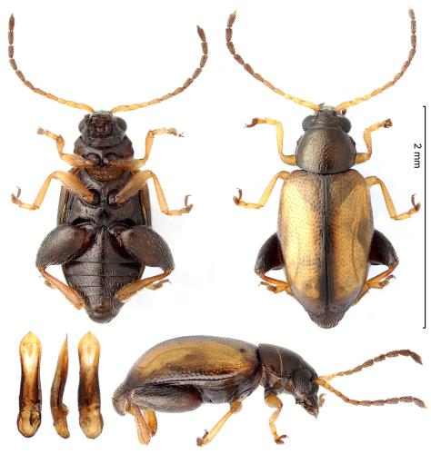 Longitarsus nasturtii